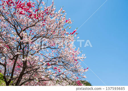 Flowering peach (at Flowering Peach Village, Achi Village) Flowering peach (at Flowering Peach Village, Achi Village) 137593685