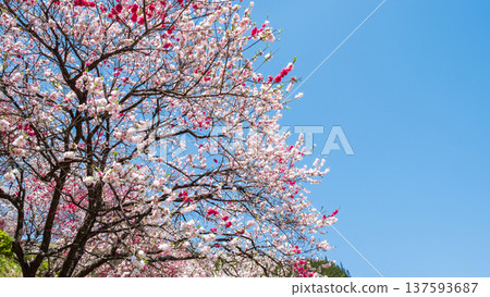Flowering peach (at Flowering Peach Village, Achi Village) Flowering peach (at Flowering Peach Village, Achi Village) 137593687