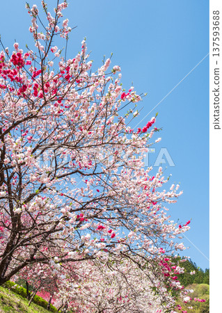 Flowering peach (at Flowering Peach Village, Achi Village) Flowering peach (at Flowering Peach Village, Achi Village) 137593688