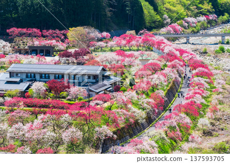 阿智村、花桃村 137593705
