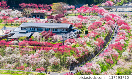 Achi Village, Hanamomo Village 137593710