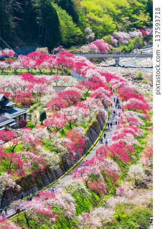 阿智村、花桃村 阿智村、花桃村 137593718