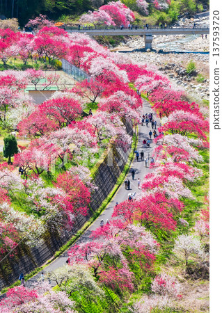 阿智村、花桃村 阿智村、花桃村 137593720