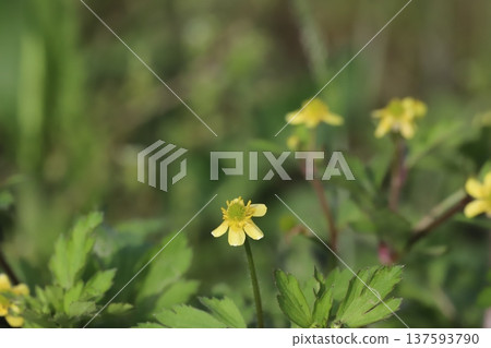Ranunculus flower Ranunculus flower 137593790