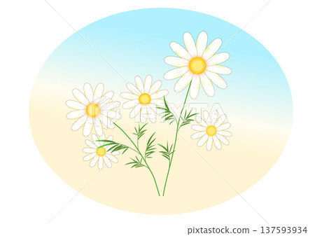 White chamomile flowers White chamomile flowers 137593934