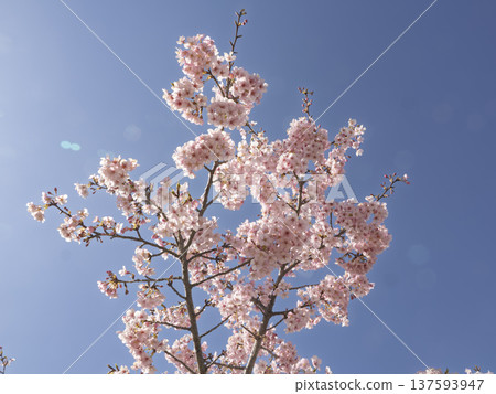 沐浴在光芒中。河津櫻花在藍天的襯托下盛開。 137593947