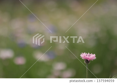 Pink thistle flowers blooming in the field Pink thistle flowers blooming in the field 137594059