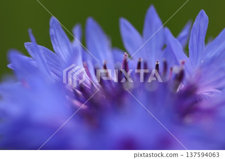 藍薊花的微距特寫 藍薊花的微距特寫 137594063