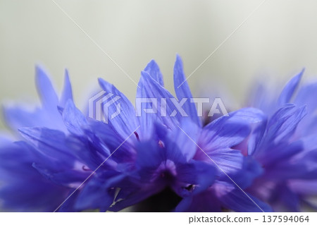 藍薊花的微距特寫 藍薊花的微距特寫 137594064