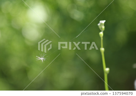Dandelion fluff floating on a white flower, connected by spider silk Dandelion fluff floating on a white flower, connected by spider silk 137594070