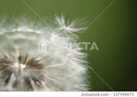 旅途中的蒲公英絨毛 137594073