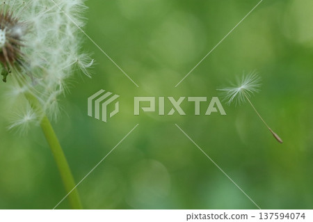 脫離蒲公英蓬鬆的絨毛 137594074