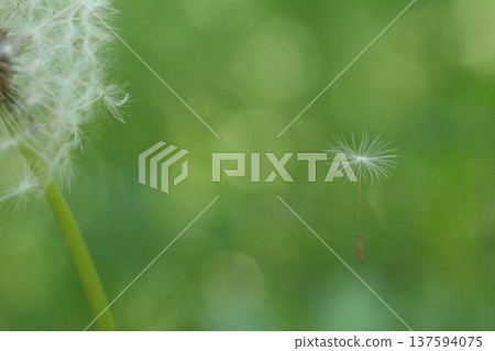 脫離蒲公英蓬鬆的絨毛 137594075
