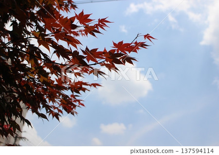 與藍色葉子和藍天的Momiji 137594114