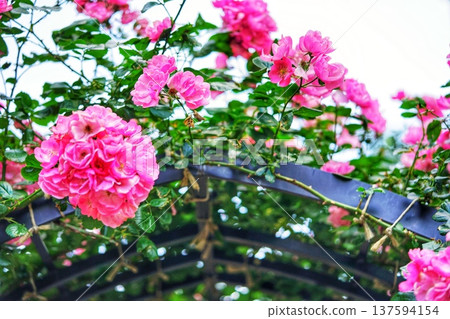 A red rose A red rose 137594154