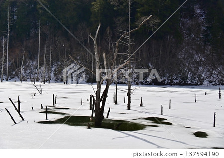 A landscape of melted ice and dead trees on a frozen lake 137594190