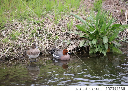 Wigeon on the water's edge Wigeon on the water's edge 137594286