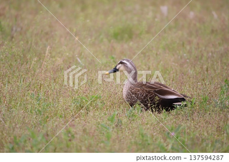 Spot-billed ducks come to feed in the rice fields Spot-billed ducks come to feed in the rice fields 137594287