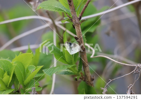 一隻菜粉蝶停在葉子上 一隻菜粉蝶停在葉子上 137594291