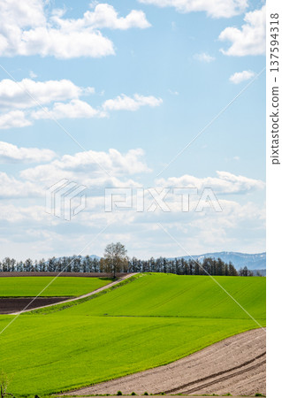 Green wheat fields bathed in the spring sun Green wheat fields bathed in the spring sun 137594318