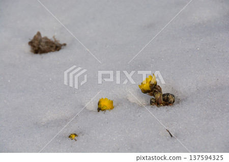 從雪地裡綻放的阿穆爾山 137594325