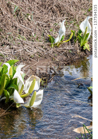 Asian skunk cabbage blooming on the waterside Asian skunk cabbage blooming on the waterside 137594335