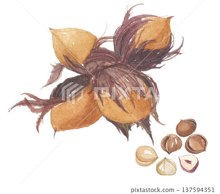 水彩榛果 137594351