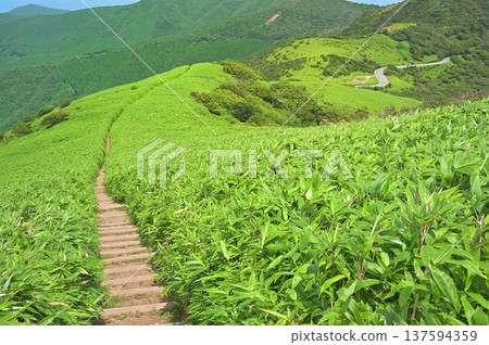 伊豆半島伊豆山脊步道:一條在達摩山竹林中開闢的小徑 伊豆半島伊豆山脊步道:一條在達摩山竹林中開闢的小徑 137594359