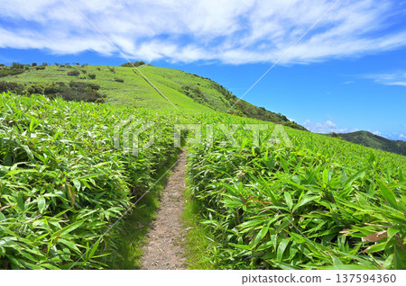 Izuyama Ridge Trail on the Izu Peninsula: Summer blue sky on the hiking trail through the bamboo grass of Mount Daruma Izuyama Ridge Trail on the Izu Peninsula: Summer blue sky on the hiking trail through the bamboo grass of Mount Daruma 137594360