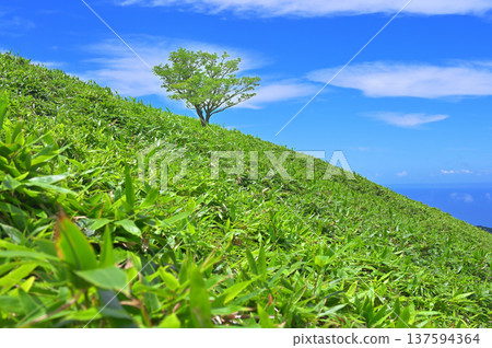 Darumayama on the Izuyama Ridge Trail in the Izu Peninsula. A bamboo forest with a blue sky in the background. Copy space. Darumayama on the Izuyama Ridge Trail in the Izu Peninsula. A bamboo forest with a blue sky in the background. Copy space. 137594364