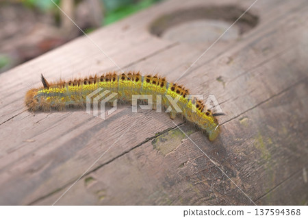 Izu Peninsula, Izu Mountain Ridge Trail, Kodarumayama, larva of the moth, Takekareha Izu Peninsula, Izu Mountain Ridge Trail, Kodarumayama, larva of the moth, Takekareha 137594368