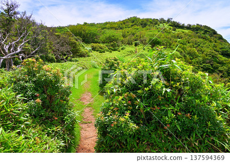 Izu Peninsula's Izuyama Ridge Trail: A hiking trail lined with summer andromeda and bamboo grass on Mount Kodaruma Izu Peninsula's Izuyama Ridge Trail: A hiking trail lined with summer andromeda and bamboo grass on Mount Kodaruma 137594369