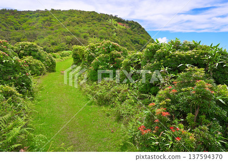 Izu Peninsula Izu Mountain Ridge Trail Summer Kodarumayama Mountain Green Mountain Path with Andromeda Izu Peninsula Izu Mountain Ridge Trail Summer Kodarumayama Mountain Green Mountain Path with Andromeda 137594370