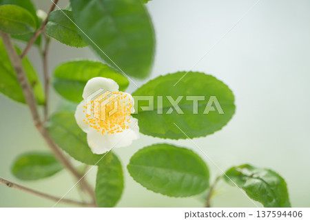 白瓣茶花在秋天靜靜綻放。 137594406