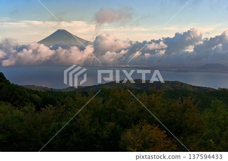Mount Fuji in the morning sun as seen from Darumayama Plateau, Izu City, Shizuoka Prefecture Mount Fuji in the morning sun as seen from Darumayama Plateau, Izu City, Shizuoka Prefecture 137594433