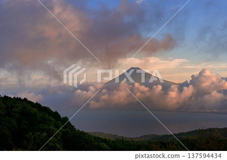 Mount Fuji bathed in the morning sun as seen from Darumayama Plateau, Izu City, Shizuoka Prefecture Mount Fuji bathed in the morning sun as seen from Darumayama Plateau, Izu City, Shizuoka Prefecture 137594434