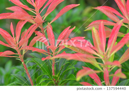 Summer on Mount Kodaruma on the Izu Mountain Ridge Trail in the Izu Peninsula. New leaves of the Japanese andromeda Summer on Mount Kodaruma on the Izu Mountain Ridge Trail in the Izu Peninsula. New leaves of the Japanese andromeda 137594440