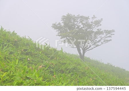 伊豆半島伊豆山脊步道，山霧繚繞的達摩山，竹林中孤零零地矗立著一棵樹 137594445