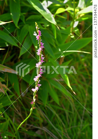 Izu Peninsula, Izuyama Ridge Trail, Mount Daruma, Nejibana 137594478