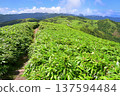 Izu Peninsula: Summer grassland scenery seen from the summit of Mount Daruma on the Izu Mountain Ridge Trail 137594484