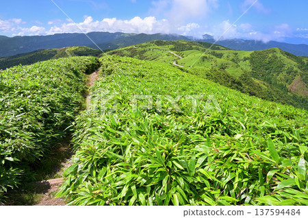 Izu Peninsula: Summer grassland scenery seen from the summit of Mount Daruma on the Izu Mountain Ridge Trail 137594484