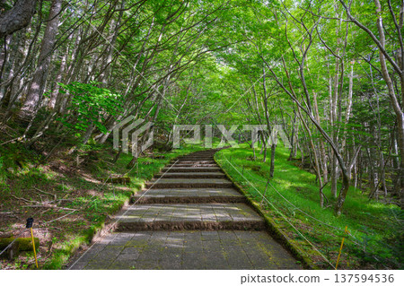 Climbing Mt. Fuji: Subashiri Entrance Promenade 137594536