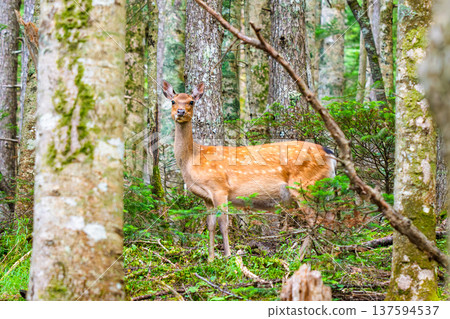 Climbing Mt. Fuji: Wild deer on the Ko-Fuji Promenade Climbing Mt. Fuji: Wild deer on the Ko-Fuji Promenade 137594537