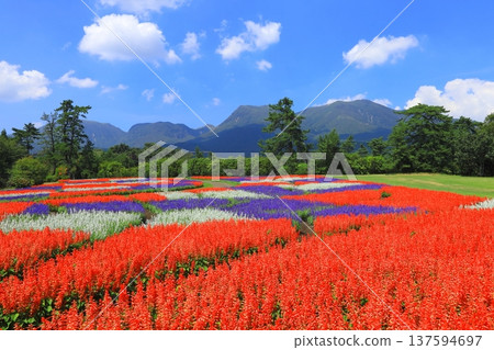 Kuju Mountain Range and a field of salvia in full bloom (Kuju Flower Park) Kuju Mountain Range and a field of salvia in full bloom (Kuju Flower Park) 137594697