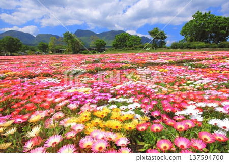 九重山脈和利文斯頓雛菊花田盛開(九重花卉公園) 九重山脈和利文斯頓雛菊花田盛開(九重花卉公園) 137594700