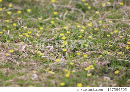 Yellow flowers of the bellflower 137594705