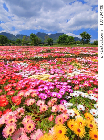 Kuju Mountain Range and a field of Livingstone daisies in full bloom (Kuju Flower Park, vertical composition) Kuju Mountain Range and a field of Livingstone daisies in full bloom (Kuju Flower Park, vertical composition) 137594709