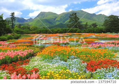 九重山脈和春意盎然的花田（九重花卉公園） 137594710