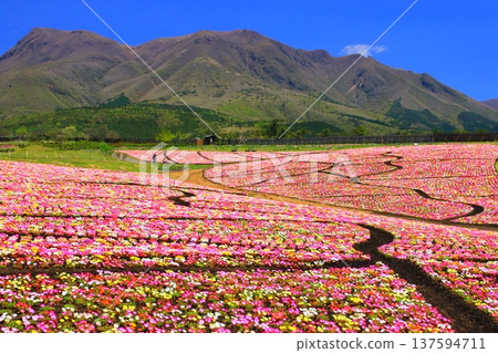 九重山脈和利文斯頓雛菊花田盛開（九重花卉公園） 137594711