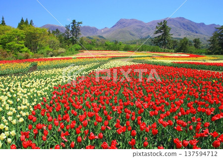 Kuju mountain range and tulip fields in full bloom (Kuju Flower Park) Kuju mountain range and tulip fields in full bloom (Kuju Flower Park) 137594712
